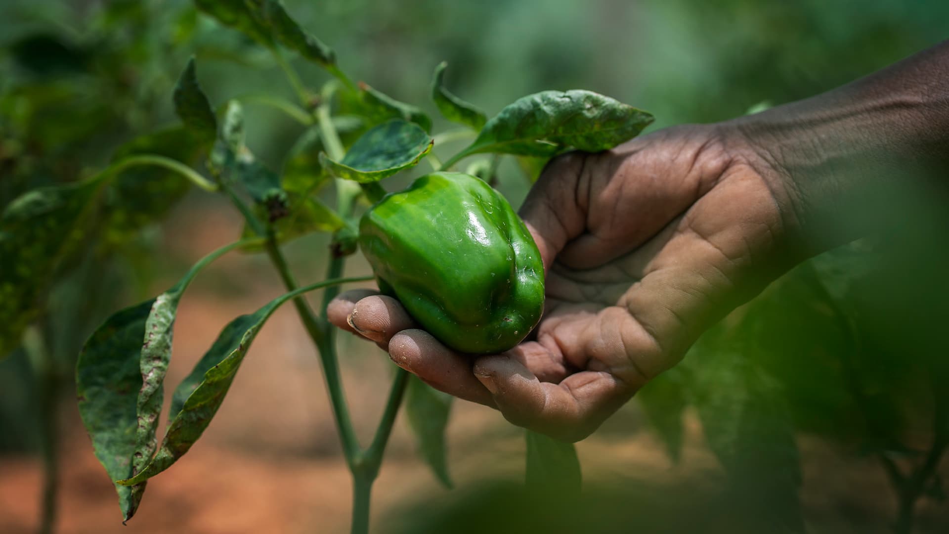 En närbild av en hand som håller i en grön paprika med gröna blad runtomkring.