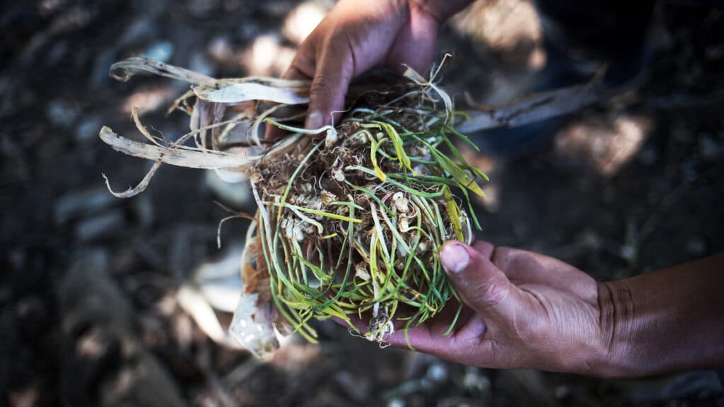 Foto: Stephen Hawkey Händer som håller i majsgrödor som börjat gro.