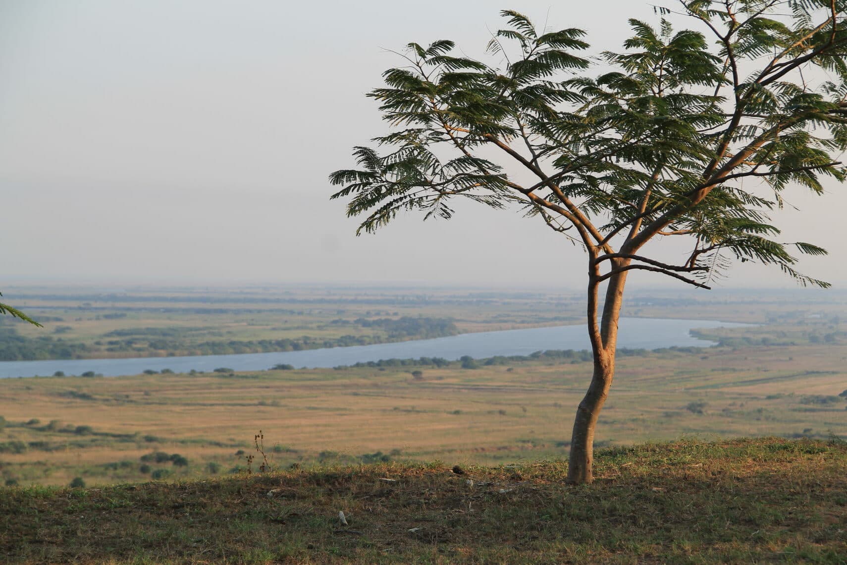 A tree and in the background a river and a wide landscape. A tree and in the background a river and a wide landscape.